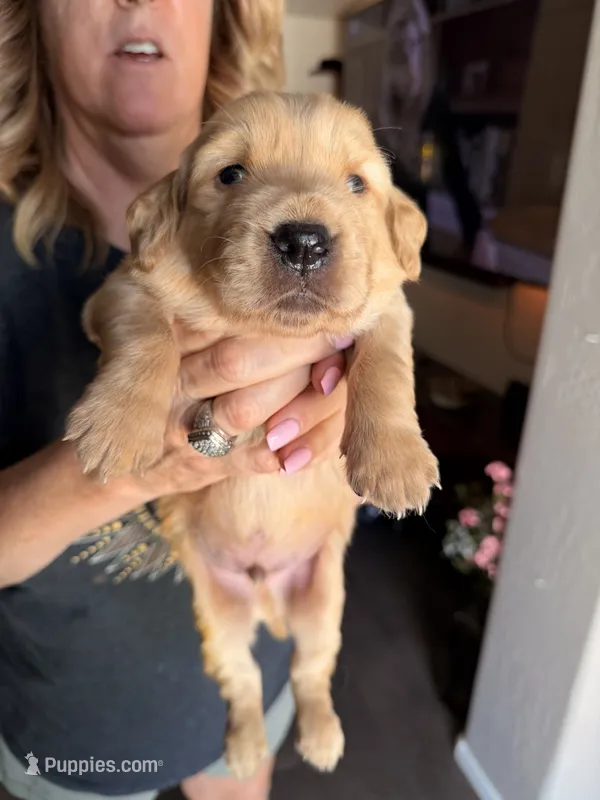 Orange collar  – Golden Retriever puppy for sale in Gilbert, AZ
