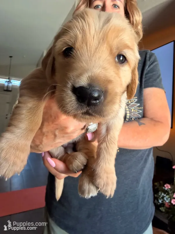 White collar  – Golden Retriever puppy for sale in Gilbert, AZ