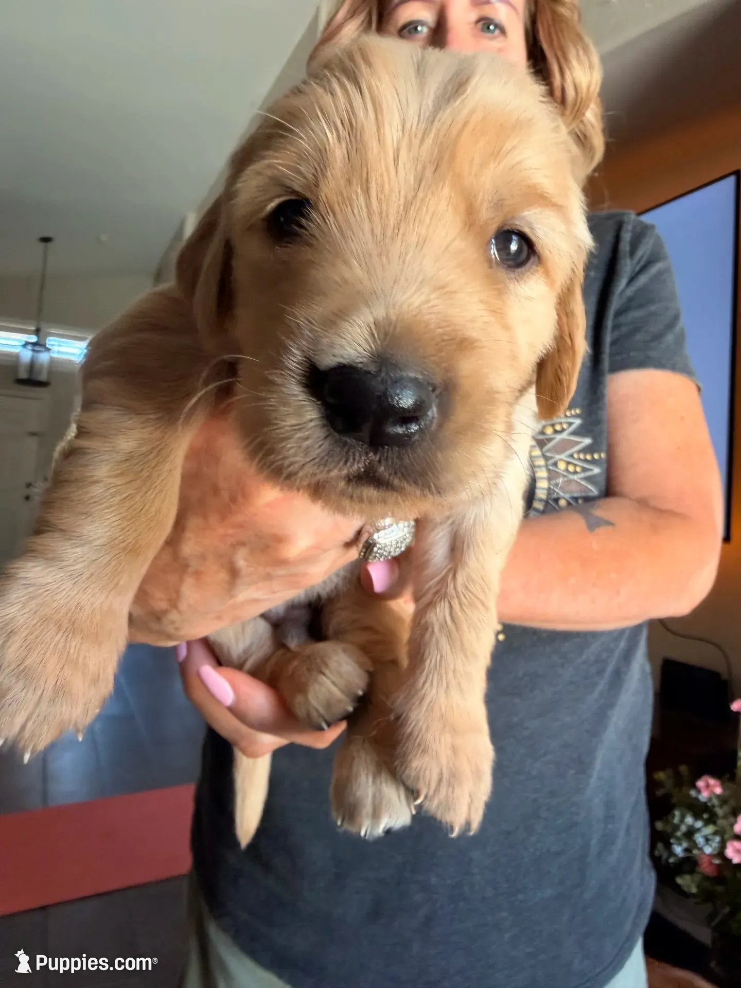 White collar , a male Golden Retriever for sale in Gilbert, AZ – 1 of 6