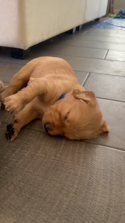Blue collar , a male Golden Retriever for sale in Gilbert, AZ – 4 of 4