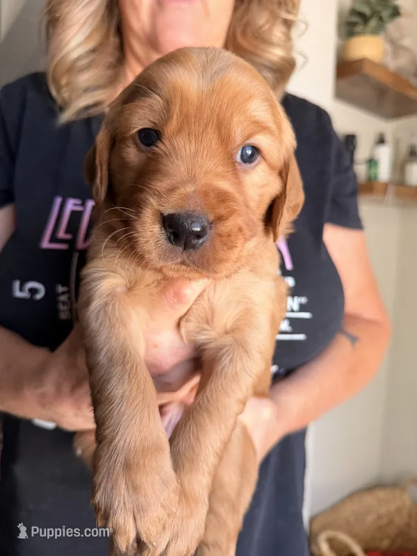 Yellow collar  – Golden Retriever puppy for sale in Gilbert, AZ