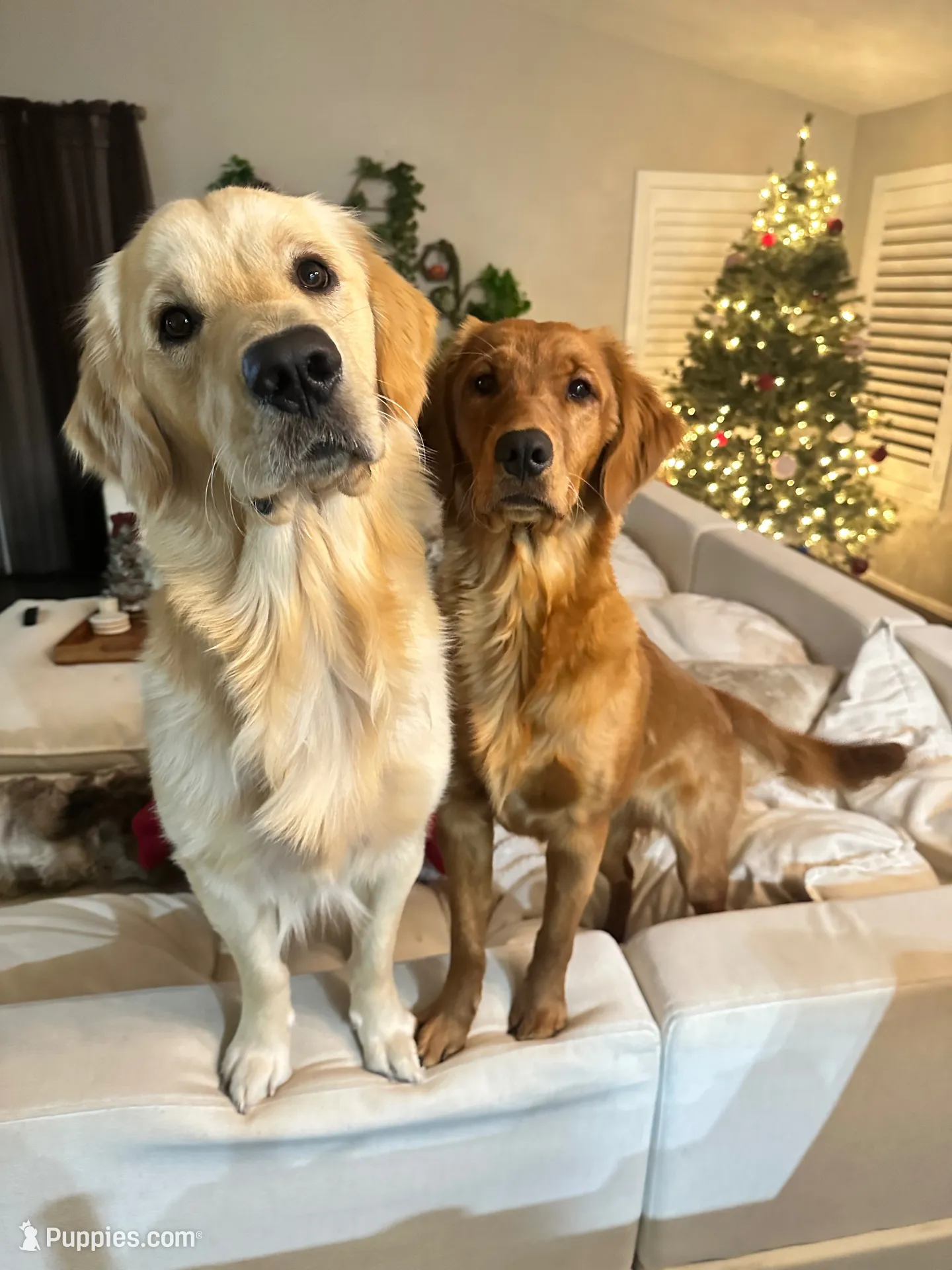 White collar , a male Golden Retriever for sale in Gilbert, AZ – 6 of 6