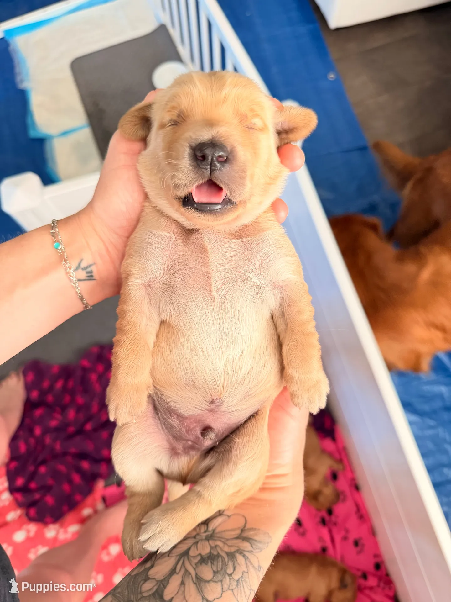 White collar , a male Golden Retriever for sale in Gilbert, AZ – 4 of 6