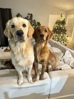 Green collar , a male Golden Retriever for sale in Gilbert, AZ – 5 of 5