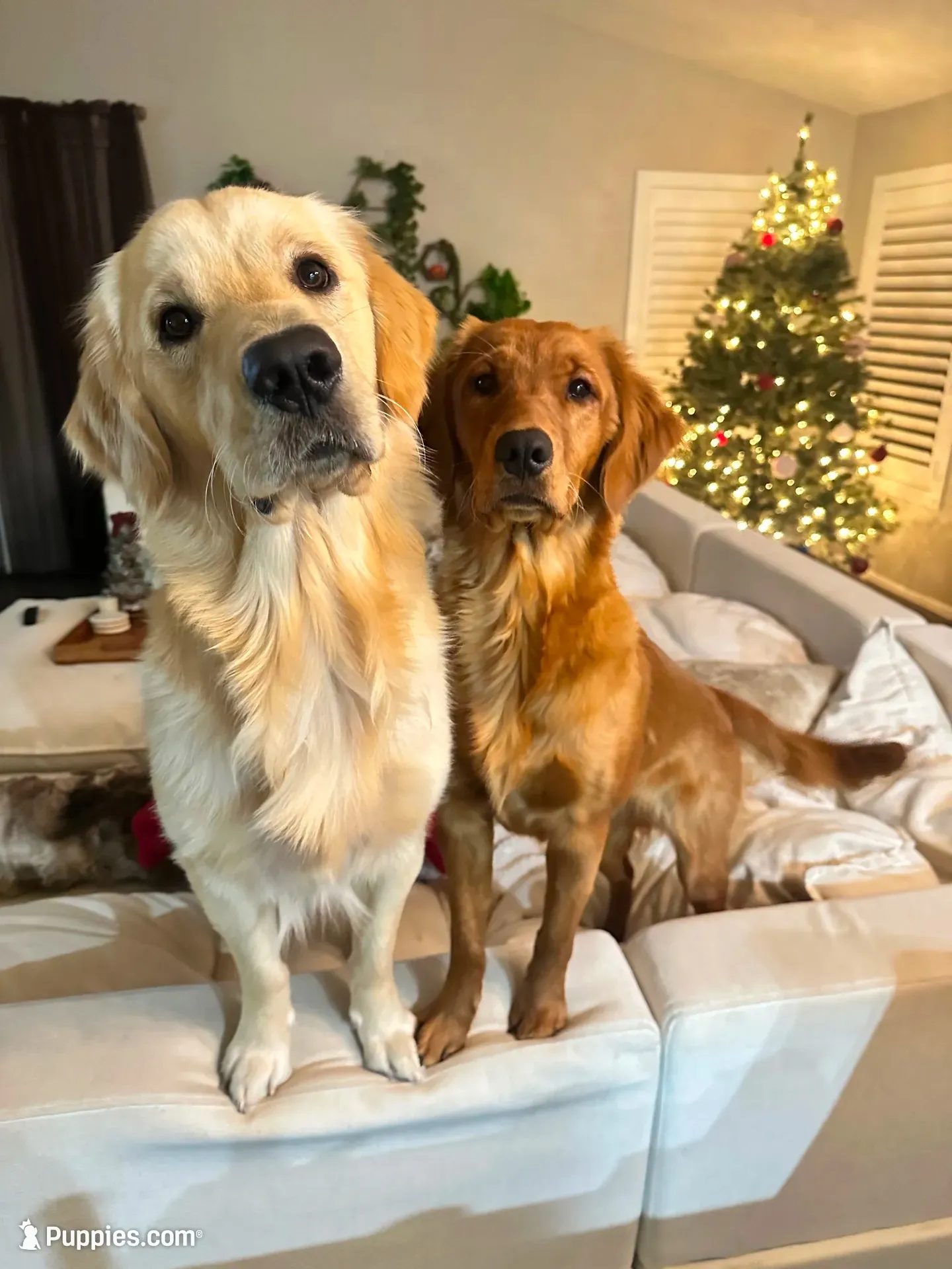 Orange collar , a male Golden Retriever for sale in Gilbert, AZ – 5 of 5