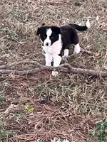 Puppy 1 , a male Border Collie for sale in Center, TX – 8 of 10