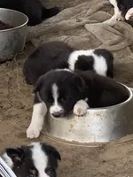 Puppy 1 , a male Border Collie for sale in Center, TX – 10 of 10