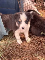 Puppy 1 , a male Border Collie for sale in Center, TX – 9 of 10