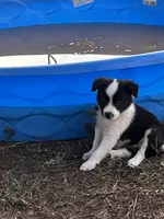 Puppy 1 , a male Border Collie for sale in Center, TX – 3 of 10