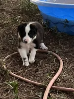 Puppy 1 , a male Border Collie for sale in Center, TX – 6 of 10