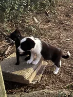 Puppy 1 , a male Border Collie for sale in Center, TX – 4 of 10