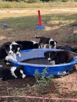 Puppy 1 , a male Border Collie for sale in Center, TX – 5 of 10