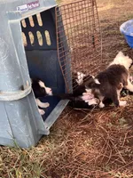 Puppy 1 , a male Border Collie for sale in Center, TX – 7 of 10
