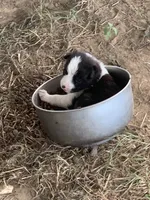 Puppy 1 , a male Border Collie for sale in Center, TX – 1 of 10