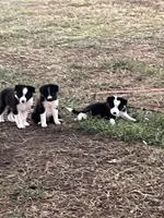 Puppy 1 , a male Border Collie for sale in Center, TX – 2 of 10