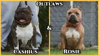 Kendall, a female American Bully for sale in Chicago, IL – 8 of 9