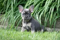 Merlin, a male French Bulldog for sale in Chicago, IL – 9 of 9