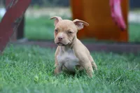 Reggie, a male American Bully for sale in Chicago, IL – 2 of 9