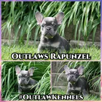 Rapunzel, a female French Bulldog for sale in Chicago, IL – 4 of 10