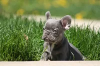 Larry, a male French Bulldog for sale in Chicago, IL – 6 of 10