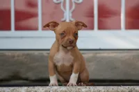 Ronnie , a male American Bully for sale in Chicago, IL – 2 of 6