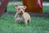 Reggie, a male American Bully for sale in Chicago, IL – 7 of 9