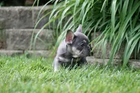 Rapunzel, a female French Bulldog for sale in Chicago, IL – 5 of 10