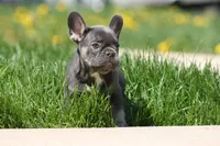 Barry, a male French Bulldog for sale in Chicago, IL – 1 of 9