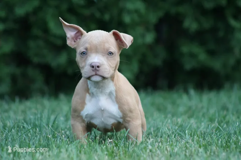 Kendall – American Bully puppy for sale in Chicago, IL
