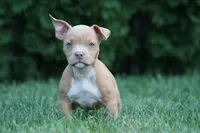 Kendall, a female American Bully for sale in Chicago, IL – 1 of 9