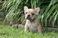 Cinderella, a female French Bulldog for sale in Chicago, IL – 3 of 10