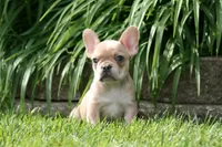 Alice, a female French Bulldog for sale in Chicago, IL – 9 of 9