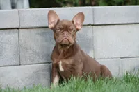 Red Sonya , a female French Bulldog for sale in Chicago, IL – 2 of 5