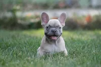 Marlon , a male French Bulldog for sale in Chicago, IL – 4 of 10