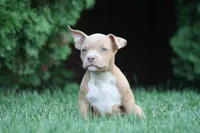 Kendall, a female American Bully for sale in Chicago, IL – 5 of 9