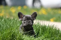 Harry, a male French Bulldog for sale in Chicago, IL – 5 of 10