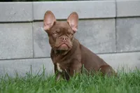 Red Sonya , a female French Bulldog for sale in Chicago, IL – 4 of 5
