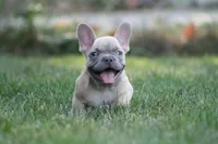 Marlon , a male French Bulldog for sale in Chicago, IL – 8 of 10
