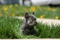 Jerry, a male French Bulldog for sale in Chicago, IL – 6 of 10