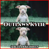Kylie, a female American Bully for sale in Chicago, IL – 8 of 9