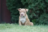 Kendall, a female American Bully for sale in Chicago, IL – 6 of 9