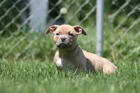 Cain, a male American Bully for sale in Chicago, IL – 7 of 8