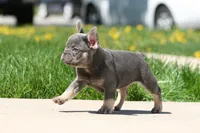 Jerry, a male French Bulldog for sale in Chicago, IL – 4 of 10