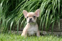 Alice, a female French Bulldog for sale in Chicago, IL – 6 of 9