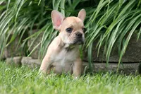 Cinderella, a female French Bulldog for sale in Chicago, IL – 10 of 10