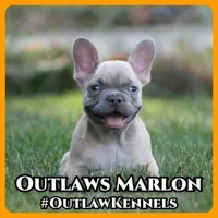 Marlon , a male French Bulldog for sale in Chicago, IL – 1 of 10