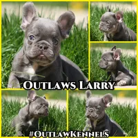 Larry, a male French Bulldog for sale in Chicago, IL – 10 of 10