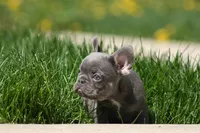 Larry, a male French Bulldog for sale in Chicago, IL – 2 of 10