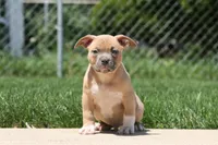Cain, a male American Bully for sale in Chicago, IL – 2 of 8