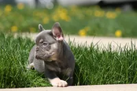 Gary, a male French Bulldog for sale in Chicago, IL – 3 of 10